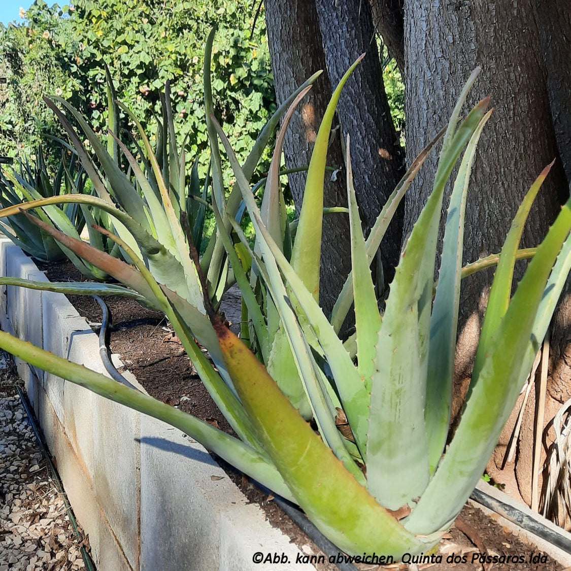 Aloe Vera