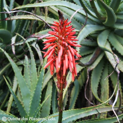 Aloe arborescens Blüte