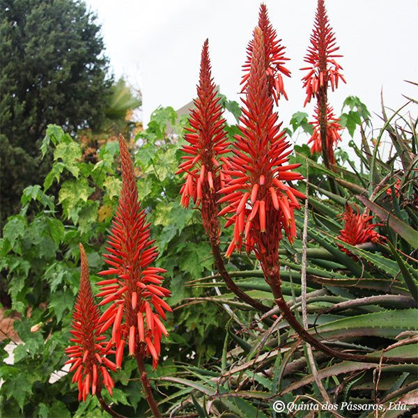 Aloe arborescens Blüten