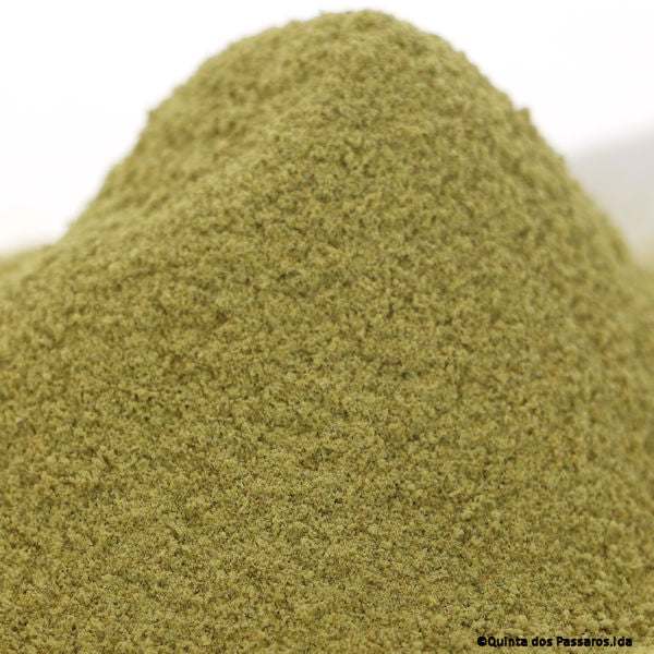 Chili Jalapeño grün