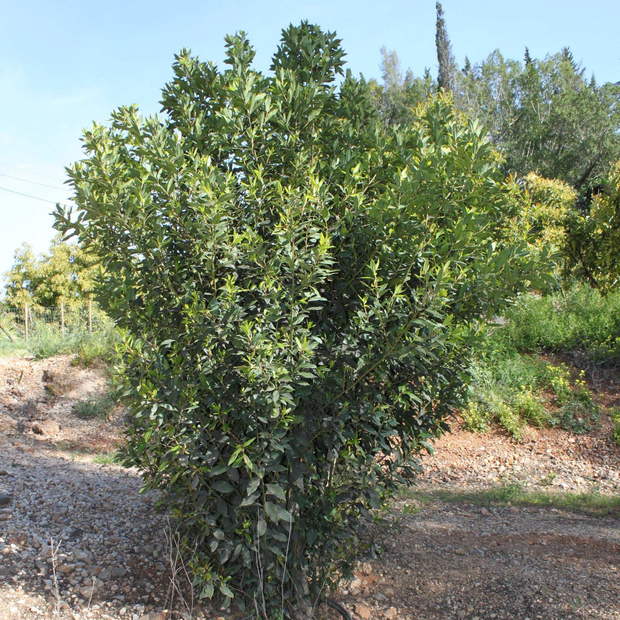 Lorbeerblätter Baum