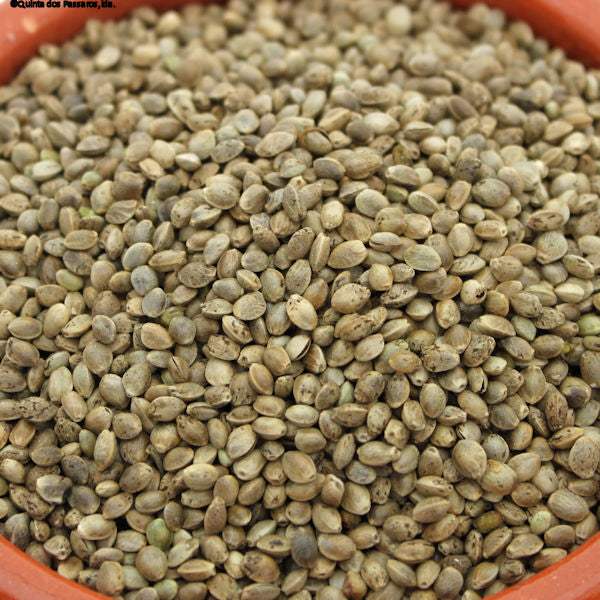 Knabber-Hanf geröstet und gesalzen