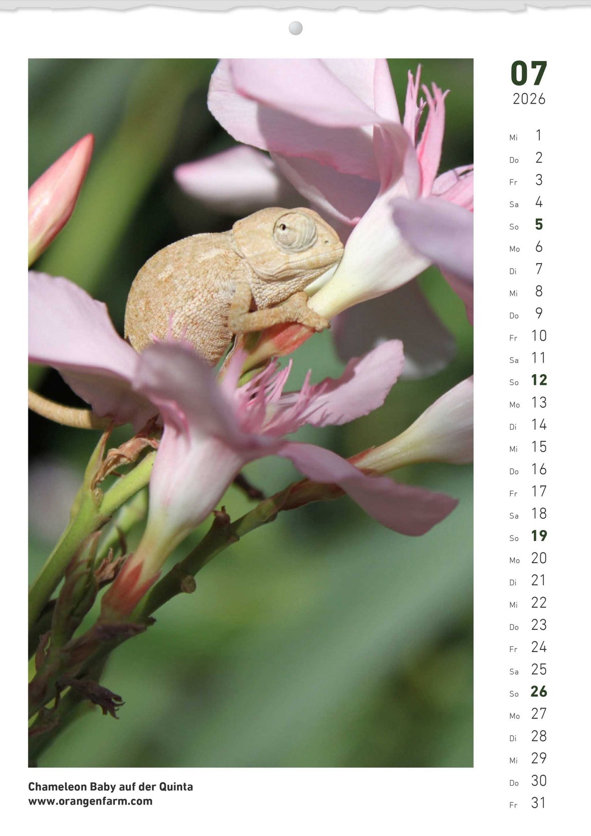 Quinta Montaskalender 2026 Juli