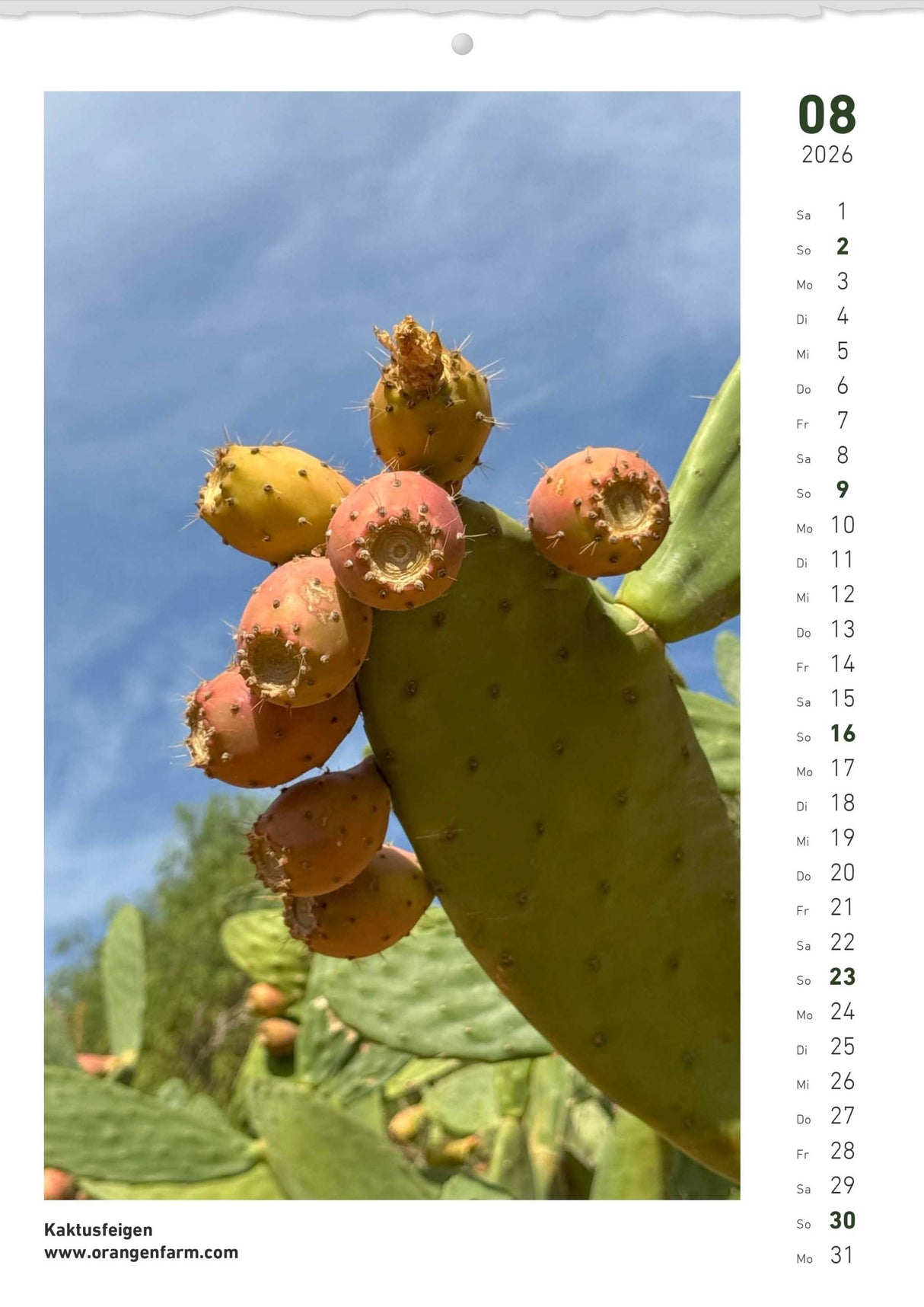 Quinta Montaskalender 2026 August