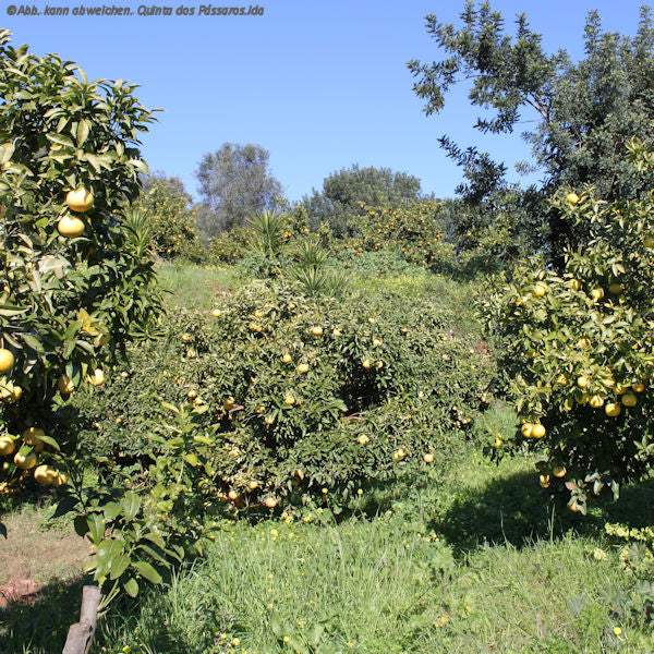 CO2 Emissionen Plantage