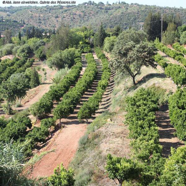 CO2 Emissionen Platot