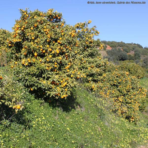 CO2 Emissionen Baum
