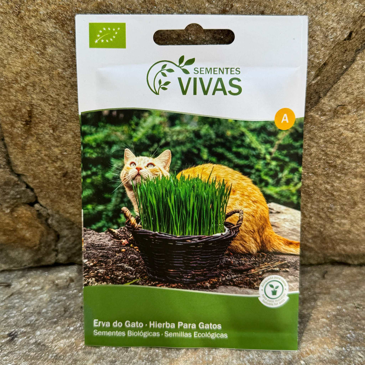 Katzengras Saatgut / Sementes erva de Gato, Bio, unidade