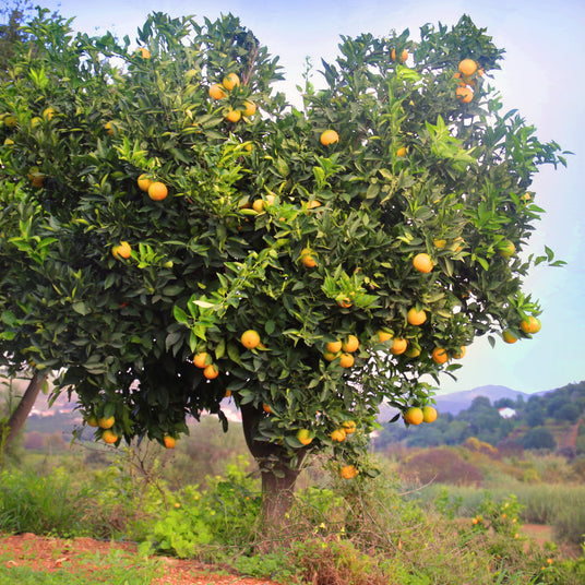 Orangenbaum in Herzform