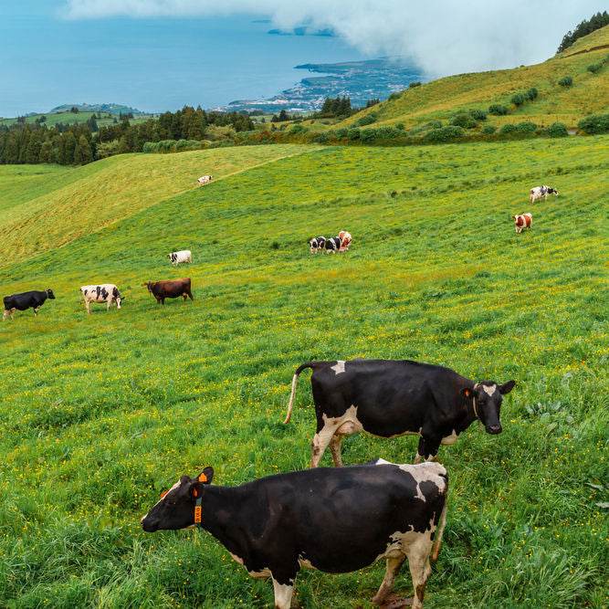 Weidemilch Bio Milhafre Azoren Kühe