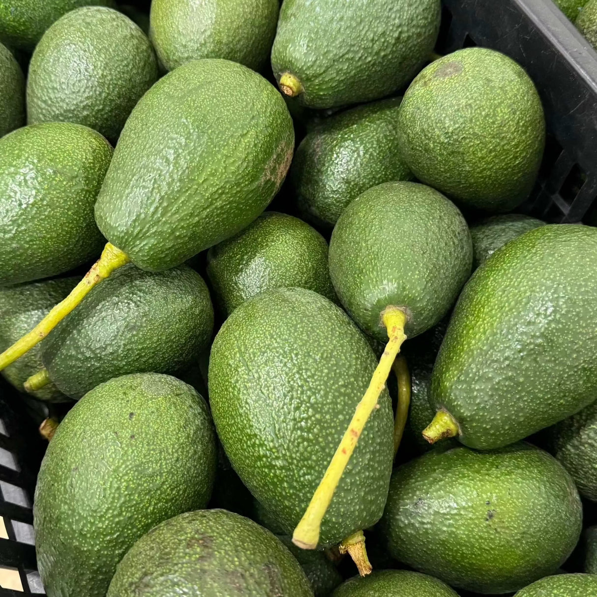 Avocado Wildwuchs grün