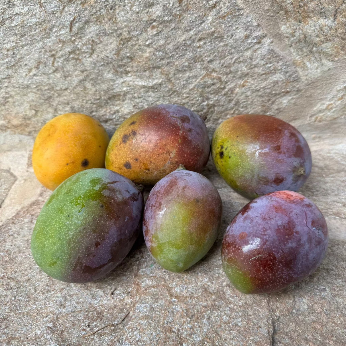 Mango Iberische Halbinsel