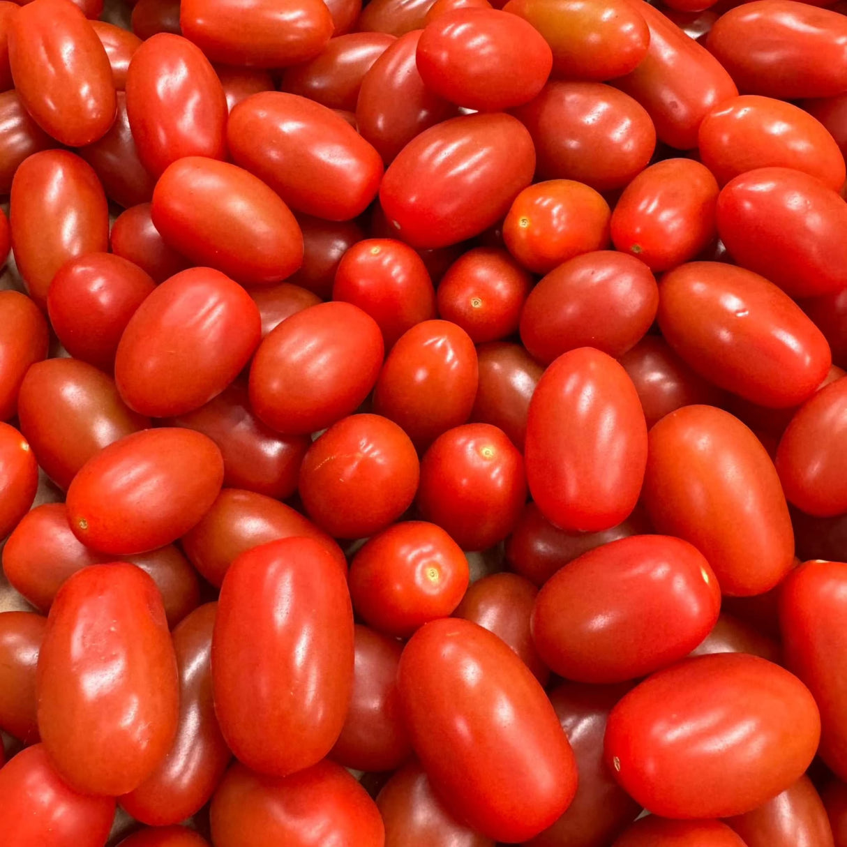 Cherry Tomaten alongado