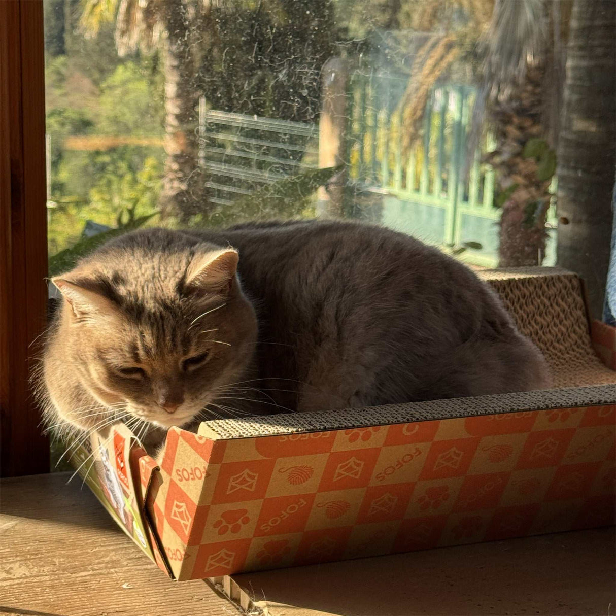 Katzenlounge mit Jasmin