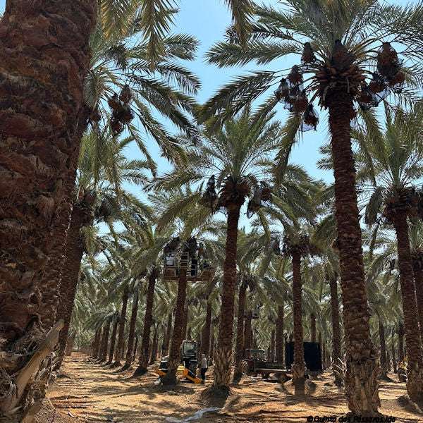 Datteln Medjool Palme