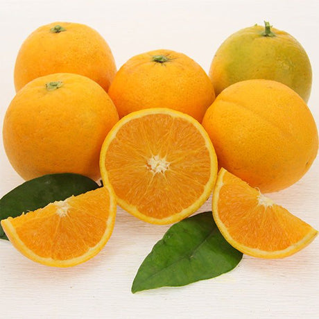 Sommer-Orangen Valentia-Late aufgeschnitten