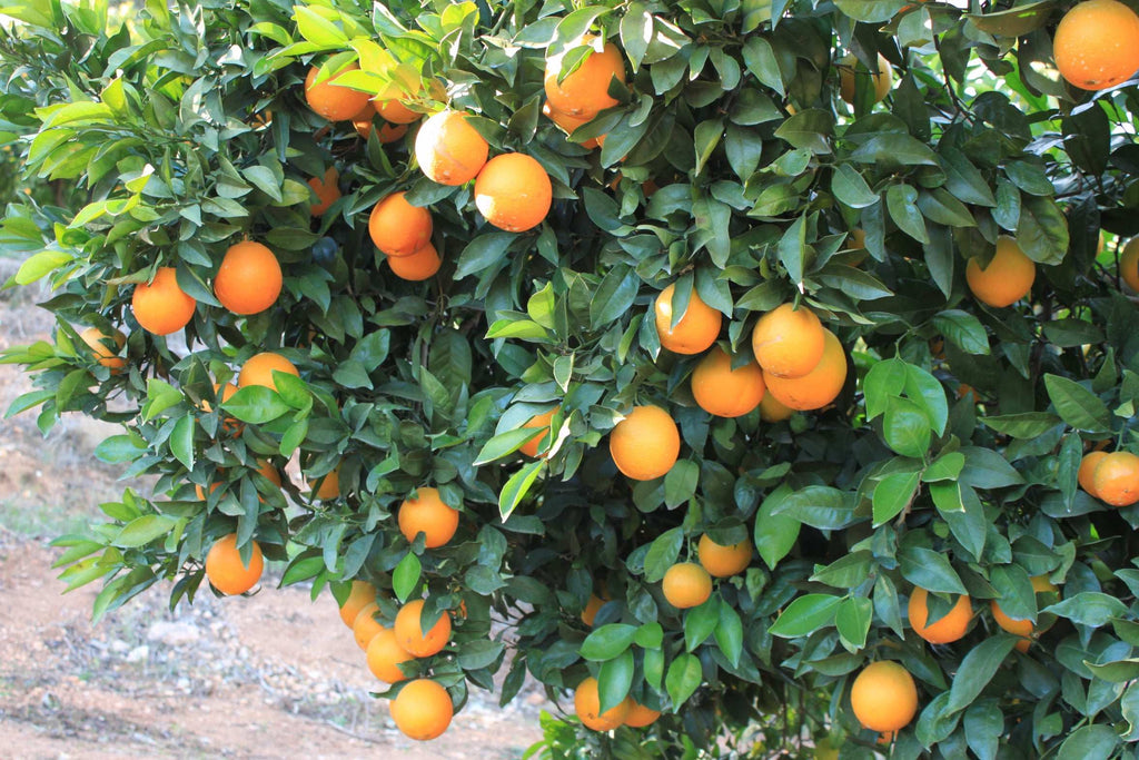 Navel Orangen sonnengereift naturbelassen am Baum