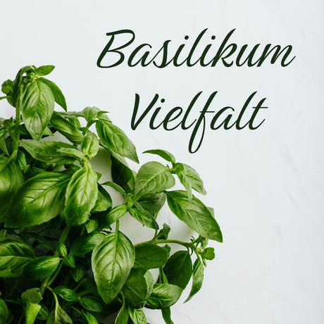 Basilikum Woche