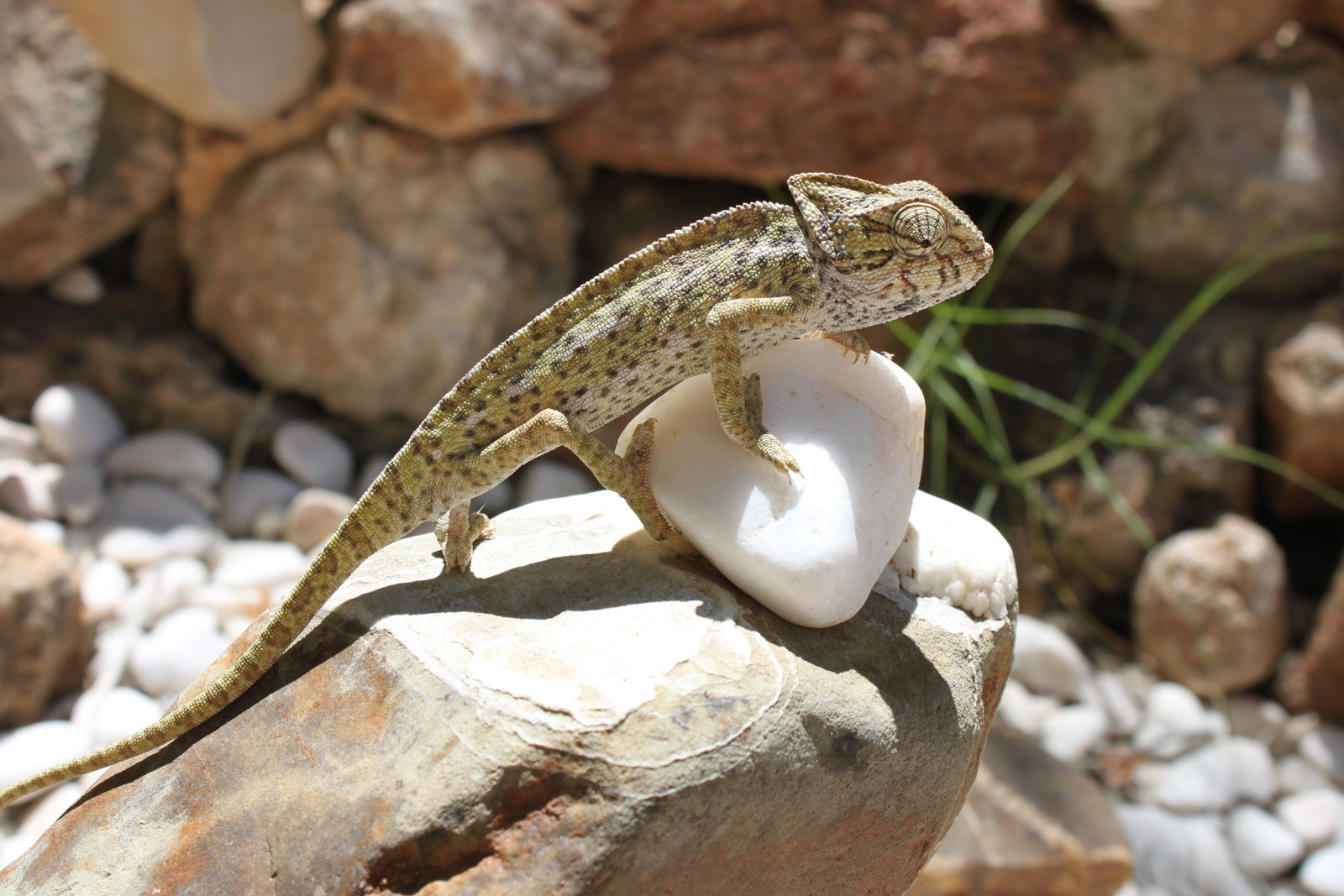 Chameleons auf Stein