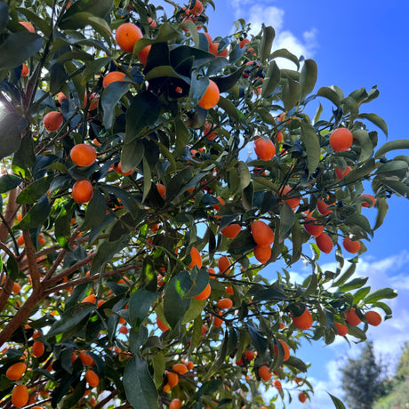 Kumquat