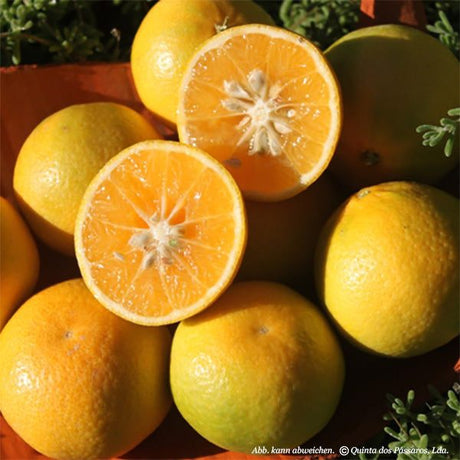 Mandarinen Monreales noch etwas grün