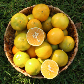 Mandarinen Monreales im Korb