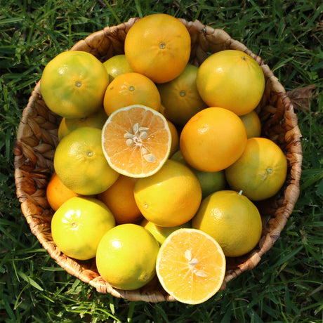 Mandarinen Monreales im Korb