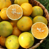 Mandarinen Monreales nah
