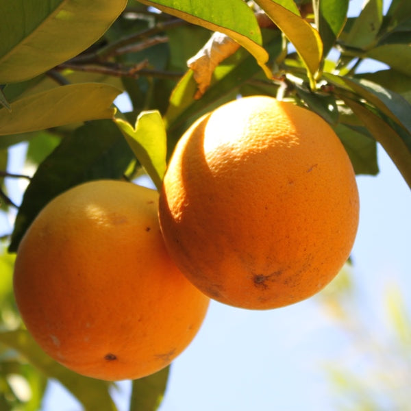 Sommer-Orangen Valentia-Late / Laranjas valencia, Kg