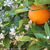 Oranges d'été Valentia-Tardive / Laranjas valencia, Kg