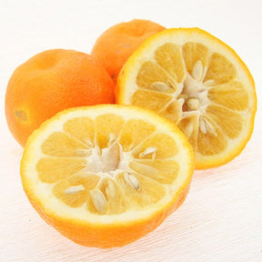 Bitterorangen Wildorangen