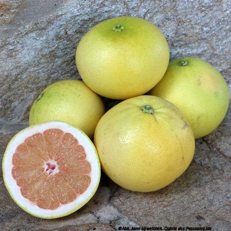 Grapefruit weiß im November