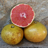 Grapefruit rot grünlich