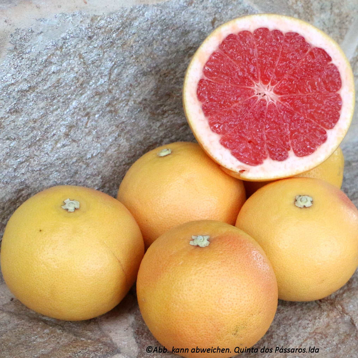 Grapefruit rot