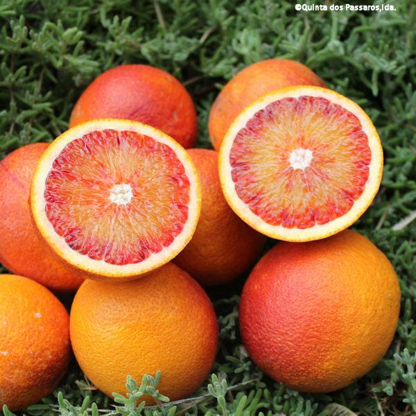 Blood oranges, Sanguinelli / Laranja sanguínea, Kg