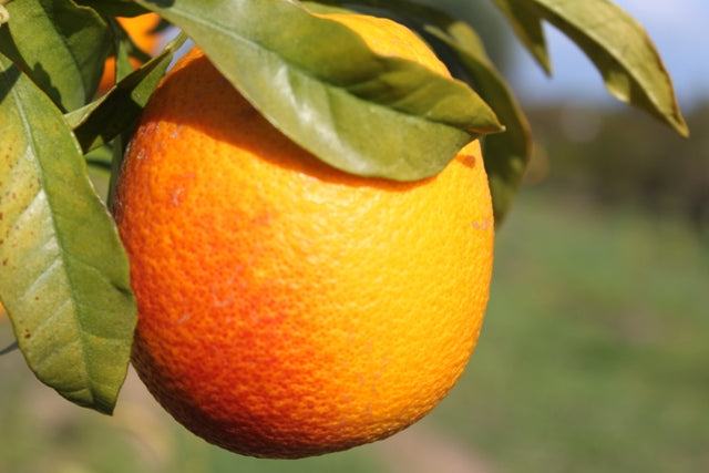 Blood oranges, Sanguinelli / Laranja sanguínea, Kg