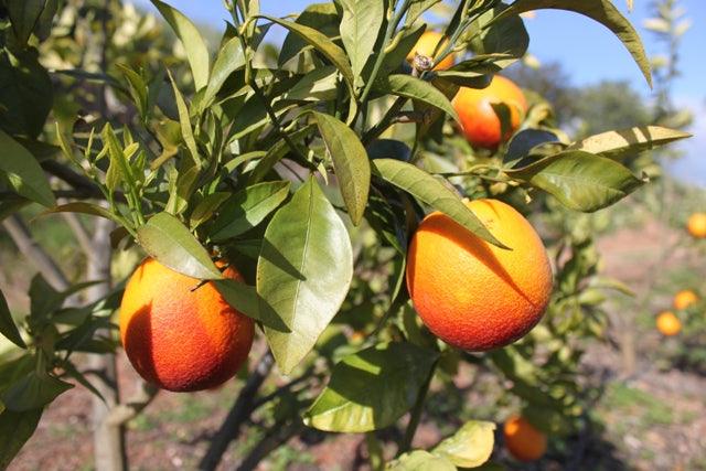 Blood oranges, Sanguinelli / Laranja sanguínea, Kg