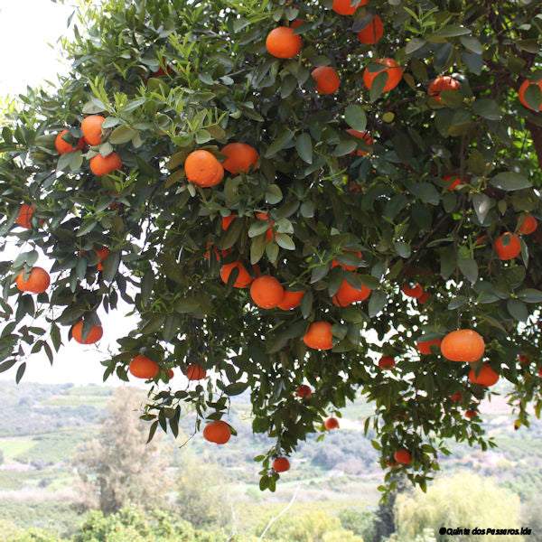 Tangerinen Ortanique am Baum