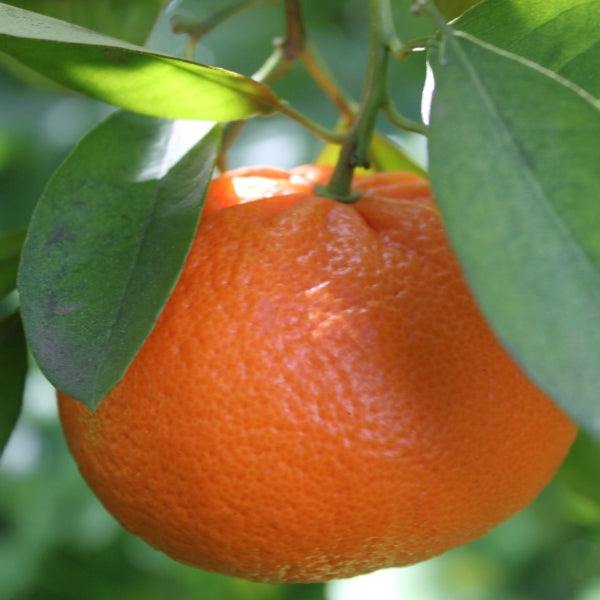 Tangerinen Ortanique