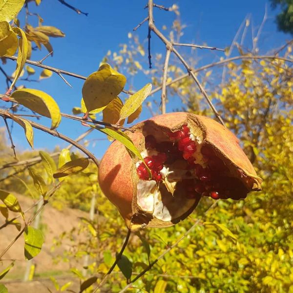 Pomegranates rustica / Romã rustica, Kg