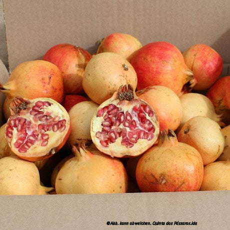 Granatäpfel rustica / Caixa de romãs,  5 kg BOX