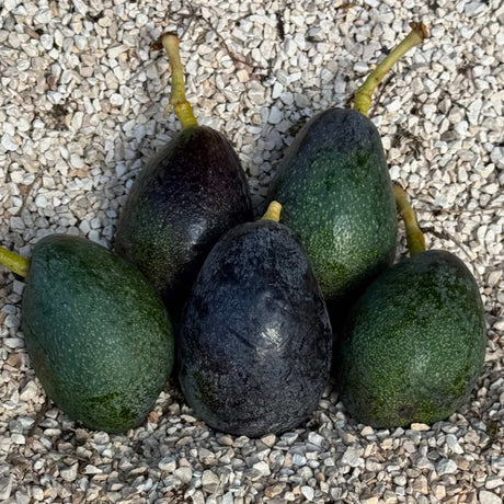 Avocado Wildwuchs Mini 