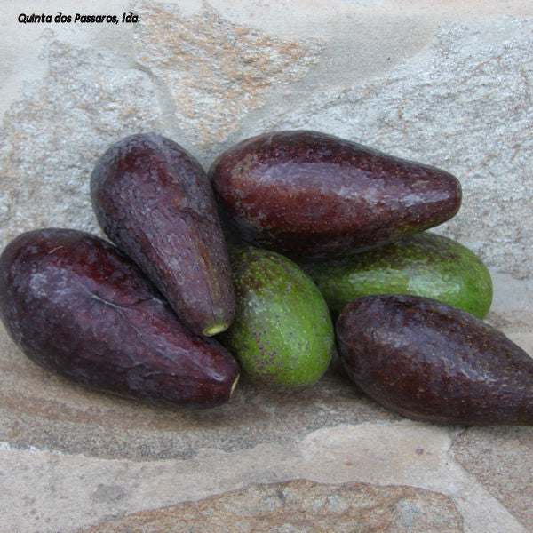 Avocado Wildwuchs / Abacate bravo, Kg