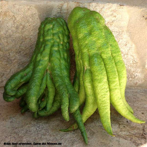 Buddhas Hand grün