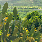 Kaktusfeigen mit Blick auf Plantage