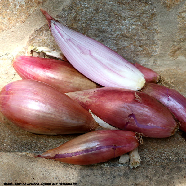 Shallots, onion/chalota