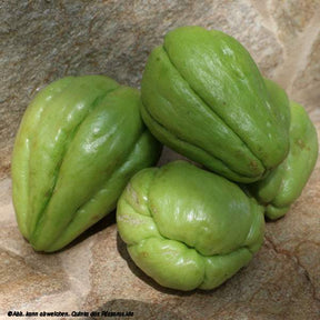 Chayote