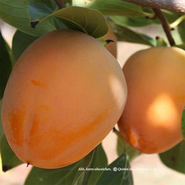 Persimmons / Diospiros