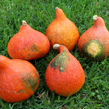 Hokkaido-Kürbis Red Kuri nicht so hübsch