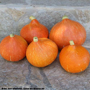 Hokkaido-Kürbis auf Treppe